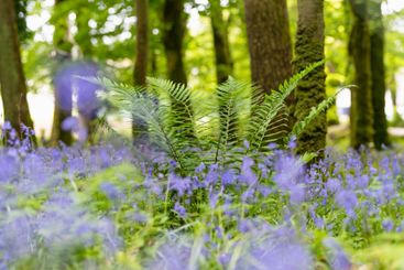 Bluebell flowers blossoming in a woodland in Ireland....