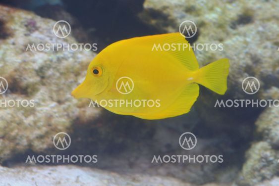 yellow fish inside