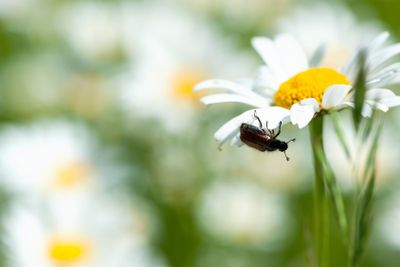 European june beetle on a ox eye daisy flower