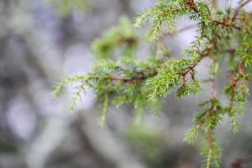 Close-up of juniper tree. Medicinal evergreen plant.