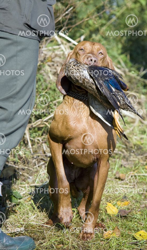 hunting dog with a catch