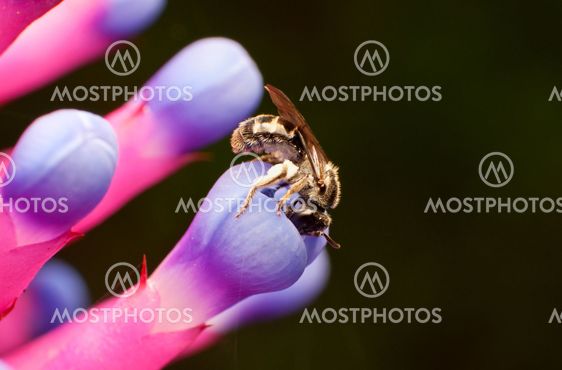 Bee on a flower