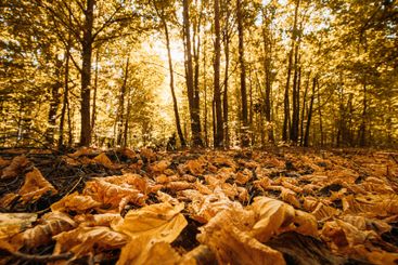Autumn Forest. Sunlight Shine Through Foliage In Trees...