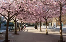 Cherry blossom trees in Kungstradgarden, Stockholm, Sweden