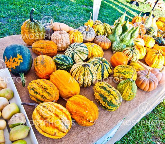 Pumpkins for Halloween with funny friends who play with ghosts - Trick or Treat