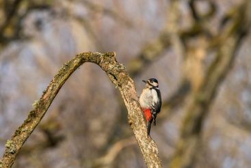 Woodpecker at spring at a tree branch