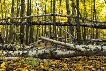 Fallen trees in a forest during sunny day in autumn season