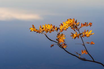 Glistening autumn leaf branch above a serene lake in...
