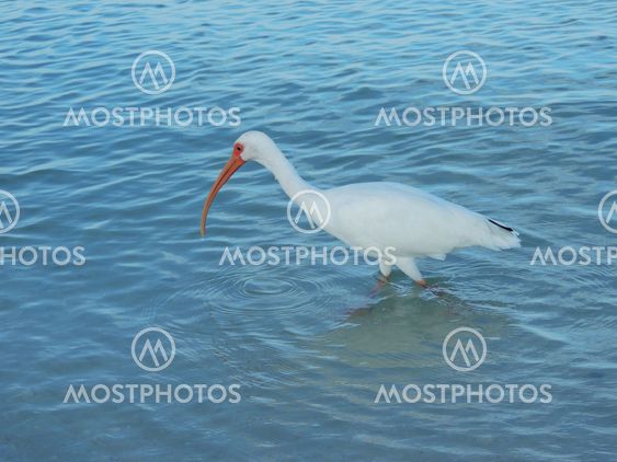 Ibis in the Surf