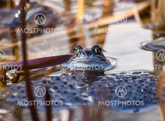 Frog and eggs