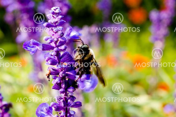 Macro Photography