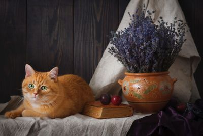 A beautiful still-life with a cat and a bouquet of...
