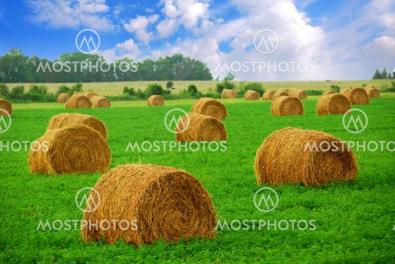Hay bales