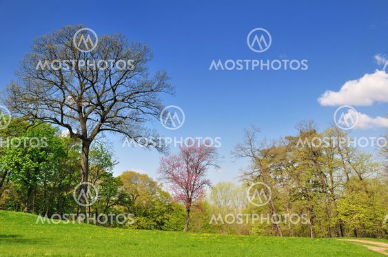 Spring in park