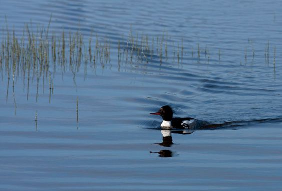 Red-breasted merganser