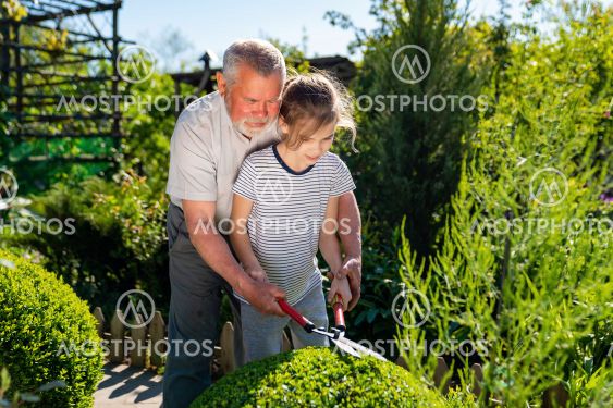 gardener grandpa teaches granddaughter to cut the bushes...