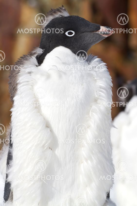 portrait moulting Adelie Penguin with a mohawk on his...