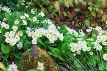 Flowers, plants and garden with nature, environment and...