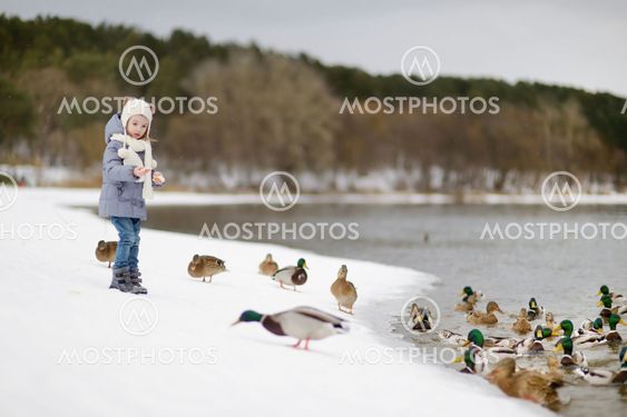 Feeding ducks at winter