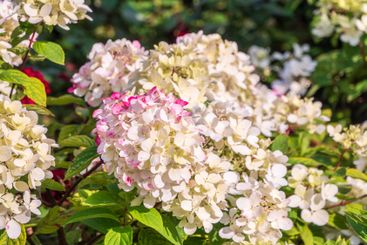 Romantic, soft and beautiful pattern pink hydrangea...