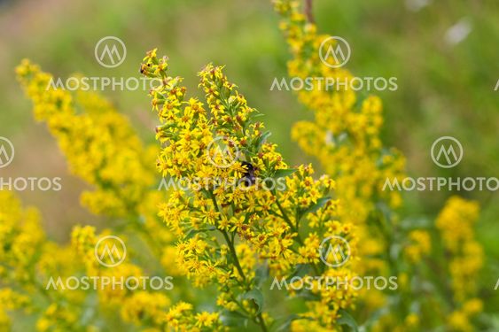Closeup of bumblebee on a yellow flower in autumn