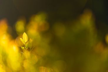 Golden sunlight filters through lush green foliage,...