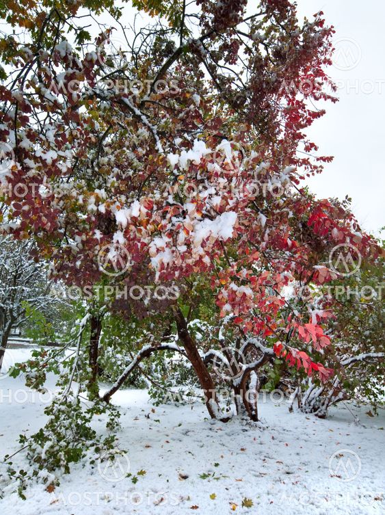 Park and first snow