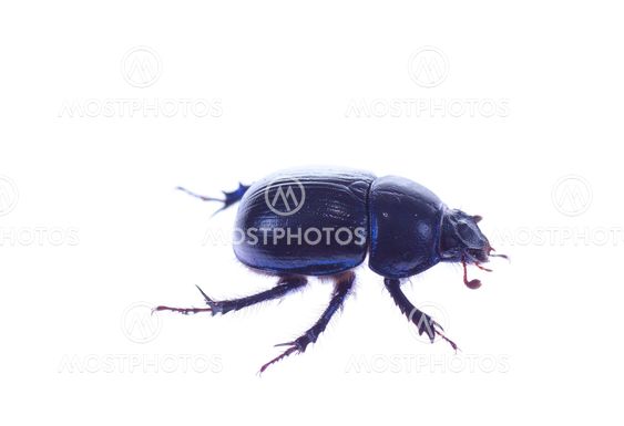 dung beetle