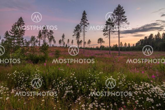 Flower field