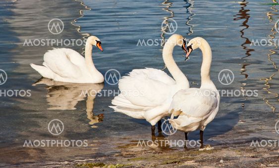 Menage a trois