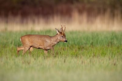 Roe deer buck in winter coat in spring walking on a green...