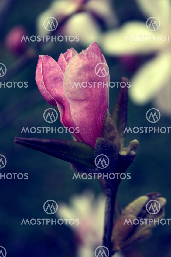 Magnolia bud on early spring 1