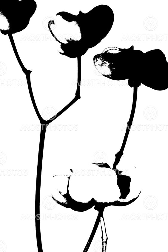 silhouette plant in black and white