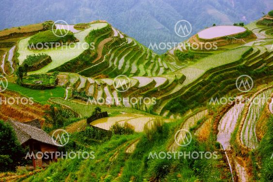 Rice terraces in mounting of Yunnan, China