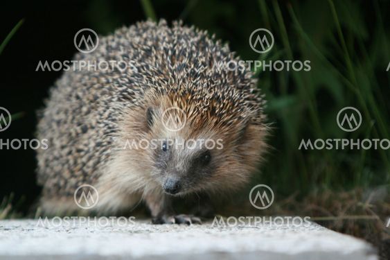 Hedgehog Erinaceus