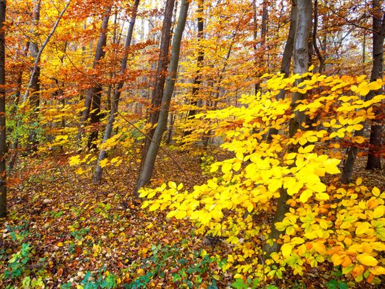 Syksyllä Forest