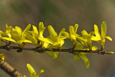 Forsythia, a beautiful spring bush with yellow flowers