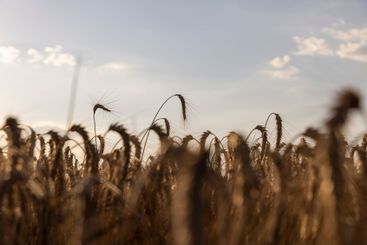 wheat field before harvest in the summer season