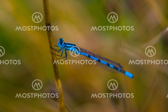 Gemeine Becherjungfer (Enallagma cyathigerum) - Common Blue Damselfly