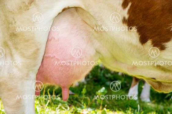 A cow udder