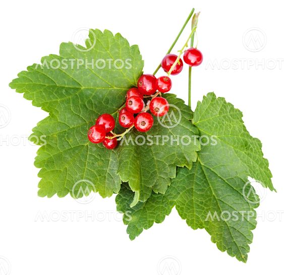 berries and green leaves of red currant plant