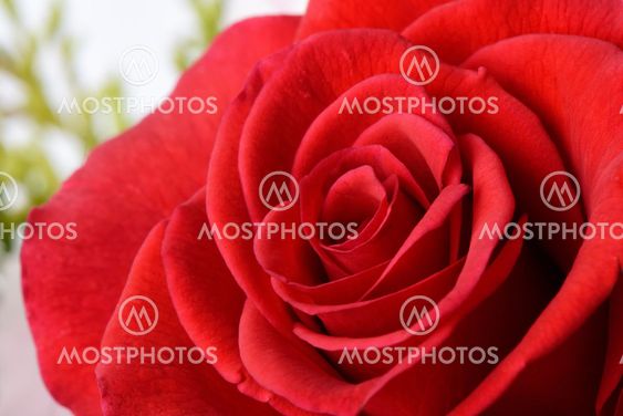 red rose in full bloom