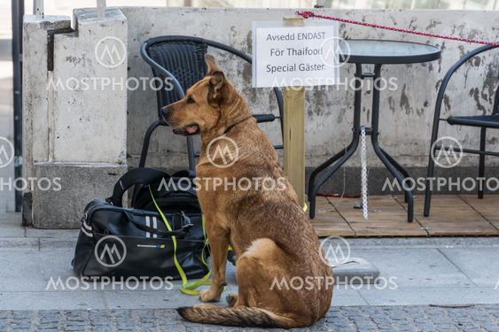 hund