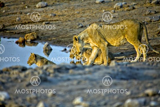 a lioness and her cubs drinking water in etosha national park