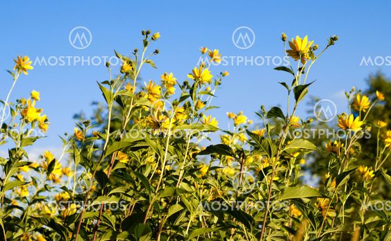 Close up of flowers