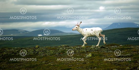 White reindeer