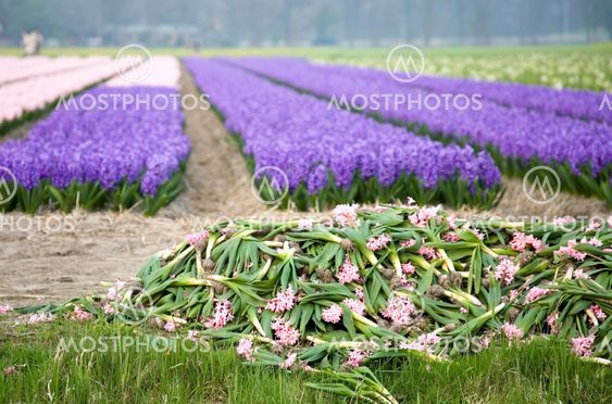 Colorful fields of hyacinths with the pile of cut flowers in the foreground, the Netherlands. Focus on cut flowers.