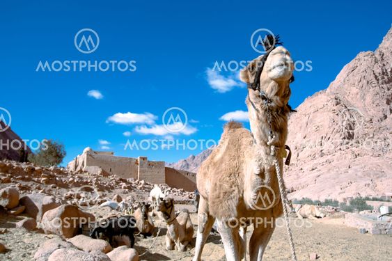 Camel at St. Catherineâs Monastery