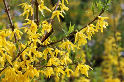 Close-up branch of yellow forsythia shrub