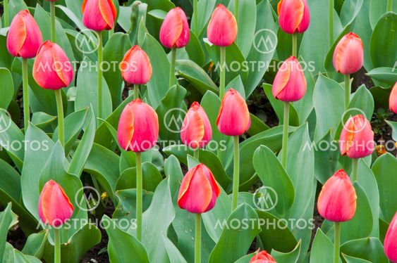 tulip in flower field